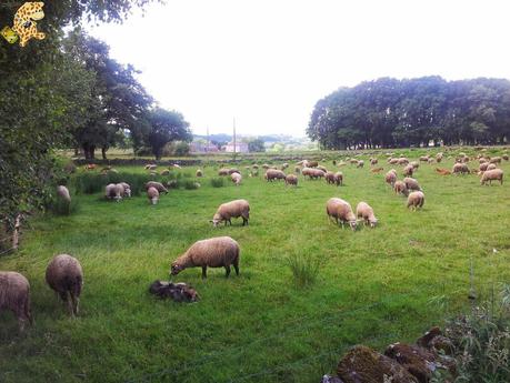 Senderismo en Lugo: de Barbadelo a Mercadoiro