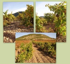 Vertical de Continos blancos 2006-2012 Viñas de Garnacha balanca, Malvasía y Viura