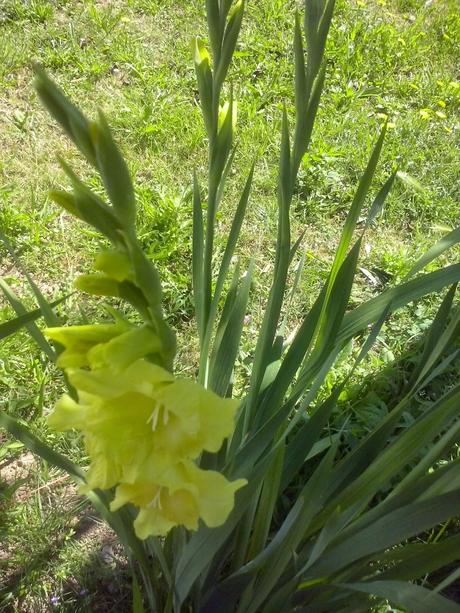 ☺☺☺ GIGLI CON ZUMO DE MELOCOTÓN Y PECHUGA DE PAVO PARA MI REGRESO VACACIONAL ☺☺☺ GIGLI CON ZUMO DE MELOCOTÓN Y PECHUGA DE PAVO PARA MI REGRESO VACACIONAL