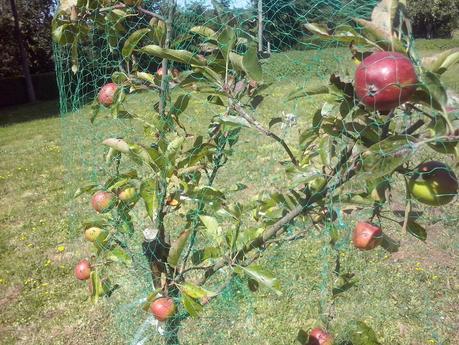 ☺☺☺ GIGLI CON ZUMO DE MELOCOTÓN Y PECHUGA DE PAVO PARA MI REGRESO VACACIONAL ☺☺☺ GIGLI CON ZUMO DE MELOCOTÓN Y PECHUGA DE PAVO PARA MI REGRESO VACACIONAL