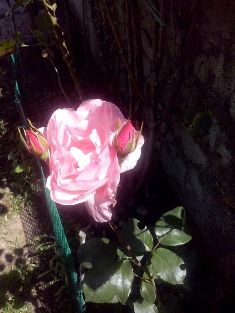 ☺☺☺ GIGLI CON ZUMO DE MELOCOTÓN Y PECHUGA DE PAVO PARA MI REGRESO VACACIONAL ☺☺☺ GIGLI CON ZUMO DE MELOCOTÓN Y PECHUGA DE PAVO PARA MI REGRESO VACACIONAL