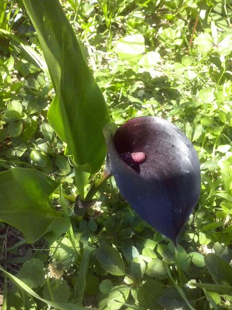 ☺☺☺ GIGLI CON ZUMO DE MELOCOTÓN Y PECHUGA DE PAVO PARA MI REGRESO VACACIONAL ☺☺☺ GIGLI CON ZUMO DE MELOCOTÓN Y PECHUGA DE PAVO PARA MI REGRESO VACACIONAL