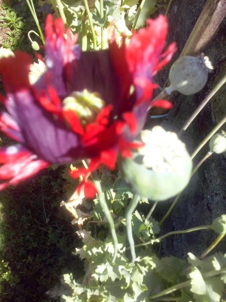 ☺☺☺ GIGLI CON ZUMO DE MELOCOTÓN Y PECHUGA DE PAVO PARA MI REGRESO VACACIONAL ☺☺☺ GIGLI CON ZUMO DE MELOCOTÓN Y PECHUGA DE PAVO PARA MI REGRESO VACACIONAL