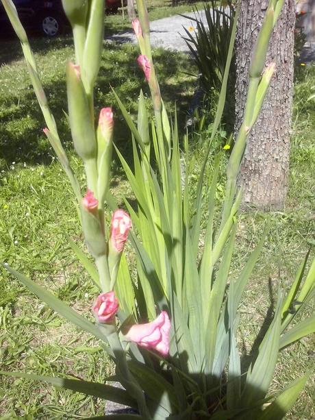 ☺☺☺ GIGLI CON ZUMO DE MELOCOTÓN Y PECHUGA DE PAVO PARA MI REGRESO VACACIONAL ☺☺☺ GIGLI CON ZUMO DE MELOCOTÓN Y PECHUGA DE PAVO PARA MI REGRESO VACACIONAL
