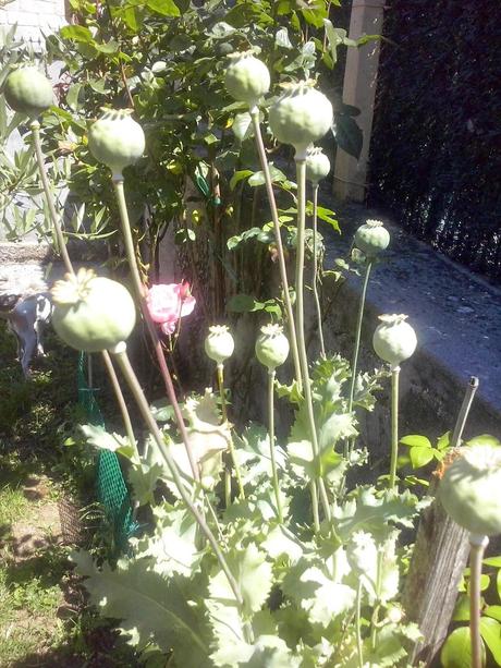 ☺☺☺ GIGLI CON ZUMO DE MELOCOTÓN Y PECHUGA DE PAVO PARA MI REGRESO VACACIONAL ☺☺☺ GIGLI CON ZUMO DE MELOCOTÓN Y PECHUGA DE PAVO PARA MI REGRESO VACACIONAL