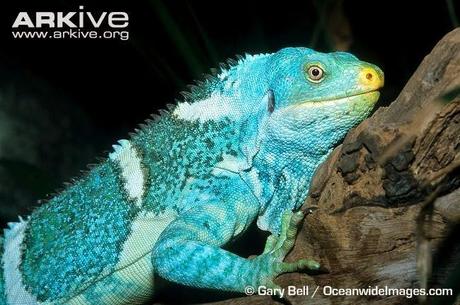 iguana crestada de fiji