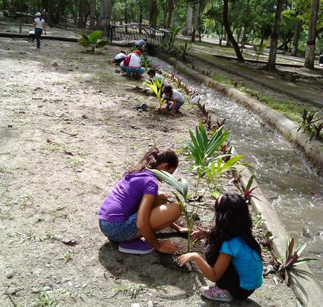 Misión Árbol propone producir un millón 500 mil árboles en el 2015