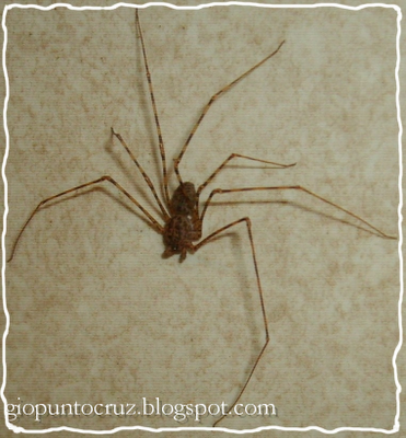 SAL - Hilo Rojo - 02 SAL - Hilo Rojo - 02