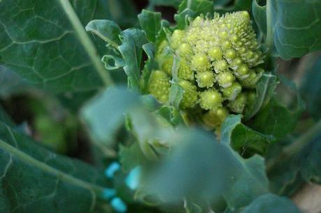 cómo cultivar brócoli en huertos urbanos