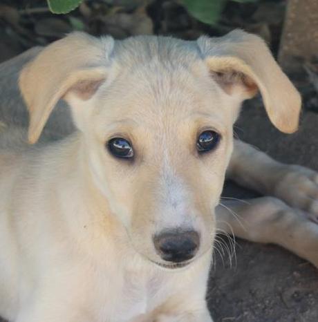 ARIEL, CACHORRO DE GALGO EN ADOPCIÓN. (MADRID)