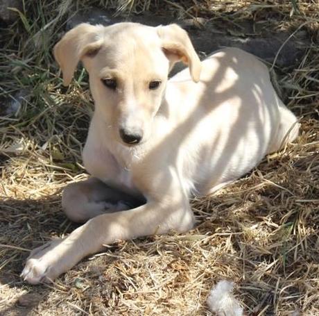 ARIEL, CACHORRO DE GALGO EN ADOPCIÓN. (MADRID)