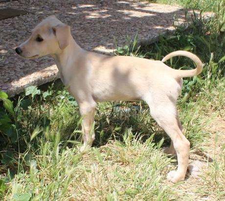 ARIEL, CACHORRO DE GALGO EN ADOPCIÓN. (MADRID)