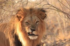 Miércoles palomitero on the beach. Parte I Miércoles palomitero on the beach. Parte I