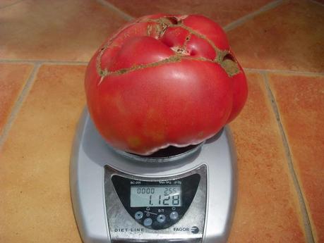 NUEVO RÉCORD DE PESO DE TOMATE RECOGIDO EN EL HUERTO