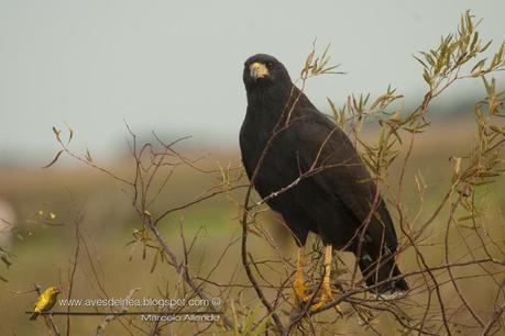 Águila negra (Great black Hawk) Buteogallus urubitinga
