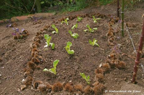 Nuestra huerta en verano