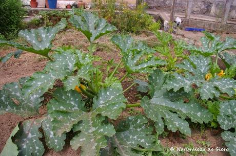 Nuestra huerta en verano