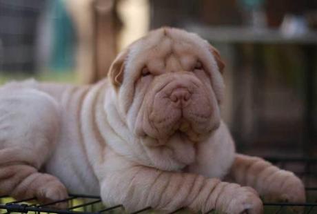 Se realizará la primer Expo Caninca en San Luis Potosí perro expoisición