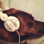 a los perros les gusta la música