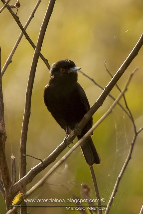 SMA_32Viudita pico celeste (Blue-billed black-Tyrant) Knipolegus cyanirostris06blog