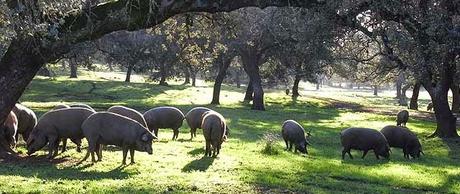 Cómo se hace... el jamón curado. 1ra parte: El jamón ibérico Cómo se hace... el jamón curado. 1ra parte: El jamón ibérico