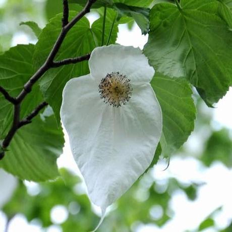 Árbol de los Pañuelos