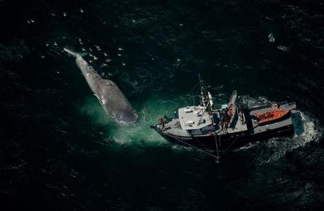 marcaje de una ballena azul