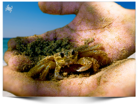 Sol, Arena y Cangrejos. Sol, Arena y Cangrejos.