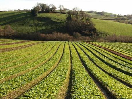 La biomasa vegetal como sustituto del petróleo