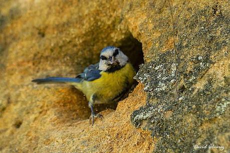 La crisis de la vivienda en las aves