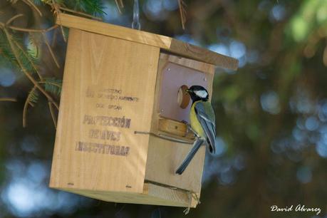 La crisis de la vivienda en las aves