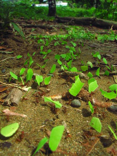 Proteger el huerto de hormigas