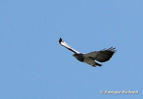 Nuevas localidades para el Águila Mora (Geranoaetus melanoleucus) en el altiplano de La Paz y Oruro, Bolivia y área circumlacustre del lago Titicaca (Bolivia y Perú). E. Richard. 2013