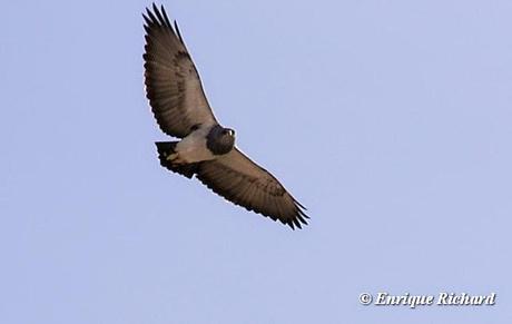 Nuevas localidades para el Águila Mora (Geranoaetus melanoleucus) en el altiplano de La Paz y Oruro, Bolivia y área circumlacustre del lago Titicaca (Bolivia y Perú). E. Richard. 2013