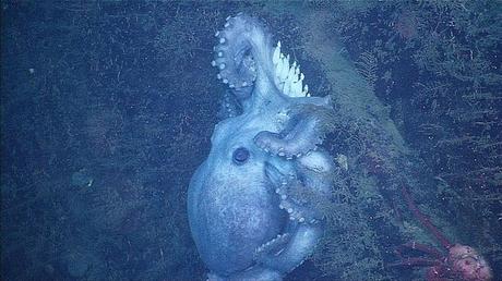 pulpo hembra Octomom pulpo hembra Octomom