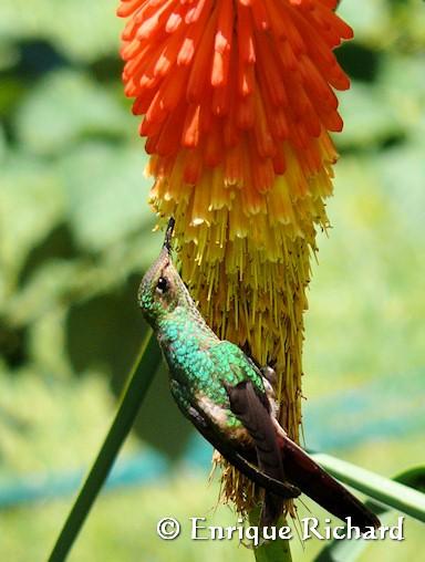 PORTFOLIO NATURAL: Sappho sparganura – Qory Kente (Quechua, Bolivia, Perú), picaflor cometa (Argentina), red tailed comet (inglés)