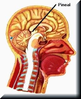 La tuátera, el reptil de los tres ojos La tuátera, el reptil de los tres ojos