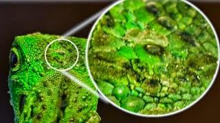 La tuátera, el reptil de los tres ojos La tuátera, el reptil de los tres ojos