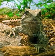 La tuátera, el reptil de los tres ojos La tuátera, el reptil de los tres ojos
