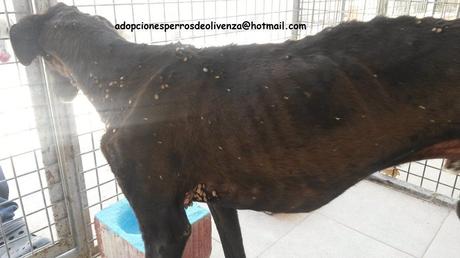 AYUDA URGENTE!! GALGOS EN ESTADO LAMENTABLE. PERRERA DE OLIVENZA. (BADAJOZ) AYUDA URGENTE!! GALGOS EN ESTADO LAMENTABLE. PERRERA DE OLIVENZA. (BADAJOZ)
