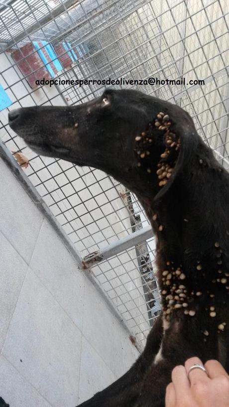 AYUDA URGENTE!! GALGOS EN ESTADO LAMENTABLE. PERRERA DE OLIVENZA. (BADAJOZ) AYUDA URGENTE!! GALGOS EN ESTADO LAMENTABLE. PERRERA DE OLIVENZA. (BADAJOZ)