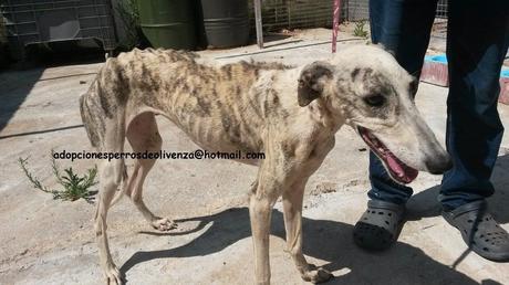 AYUDA URGENTE!! GALGOS EN ESTADO LAMENTABLE. PERRERA DE OLIVENZA. (BADAJOZ) AYUDA URGENTE!! GALGOS EN ESTADO LAMENTABLE. PERRERA DE OLIVENZA. (BADAJOZ)