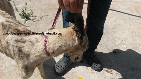 AYUDA URGENTE!! GALGOS EN ESTADO LAMENTABLE. PERRERA DE OLIVENZA. (BADAJOZ) AYUDA URGENTE!! GALGOS EN ESTADO LAMENTABLE. PERRERA DE OLIVENZA. (BADAJOZ)