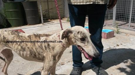 AYUDA URGENTE!! GALGOS EN ESTADO LAMENTABLE. PERRERA DE OLIVENZA. (BADAJOZ) AYUDA URGENTE!! GALGOS EN ESTADO LAMENTABLE. PERRERA DE OLIVENZA. (BADAJOZ)