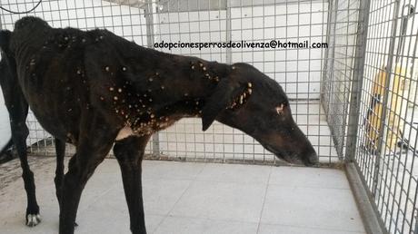 AYUDA URGENTE!! GALGOS EN ESTADO LAMENTABLE. PERRERA DE OLIVENZA. (BADAJOZ) AYUDA URGENTE!! GALGOS EN ESTADO LAMENTABLE. PERRERA DE OLIVENZA. (BADAJOZ)