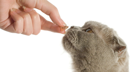 Cómo entrenar a tu gato para que vaya cuando le llamas cómo entrenar a tu gato