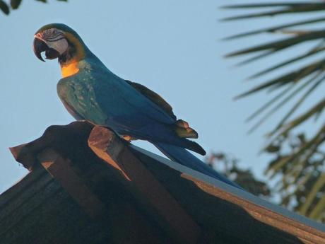 Guacamayo en Puerto Nariño