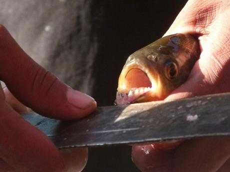 Piraña del Amazonas