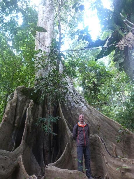 Árbol de la fertilidad_Puerto Nariño