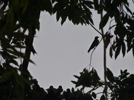 Loros en el Parque Santander